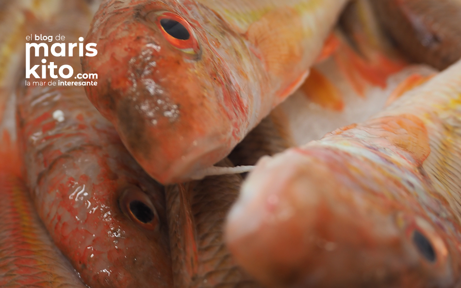 Los mariscos y pescados de temporada en octubre que no te puedes perder
