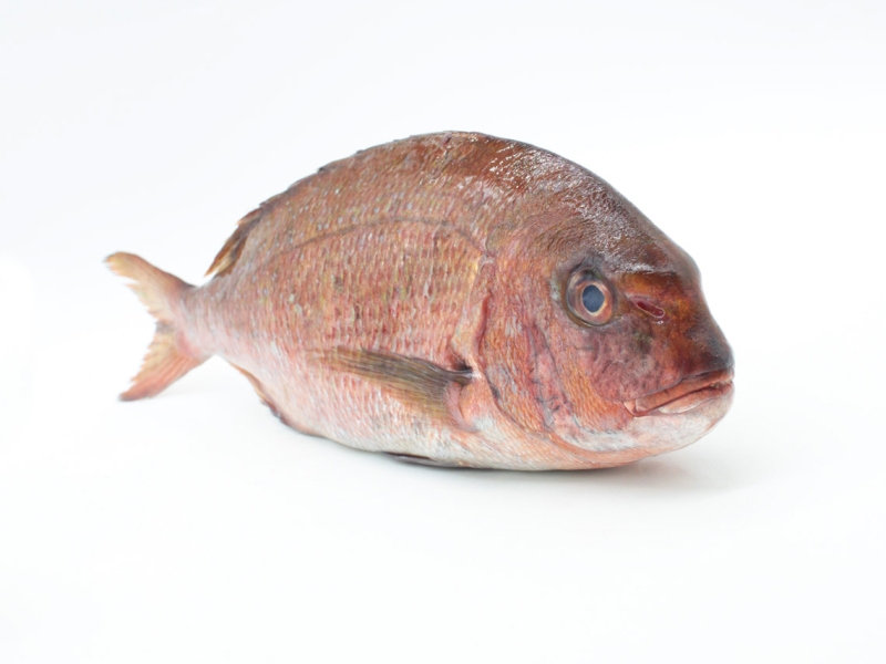Pargo (Pagrus pagrus)