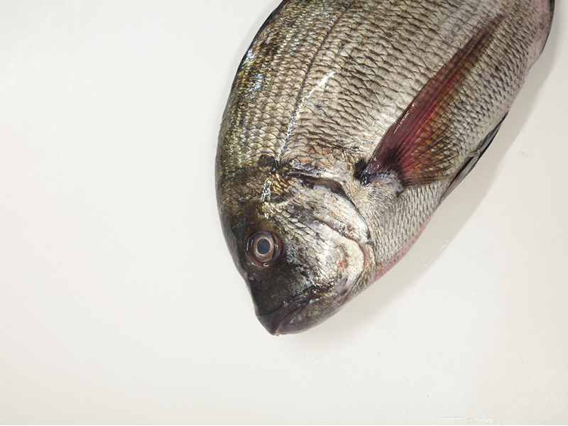 Sargo común (Diplodus sargus sargus)