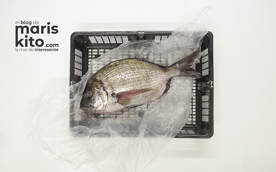 Sargo: un pescado semigraso muy sabroso y saludable