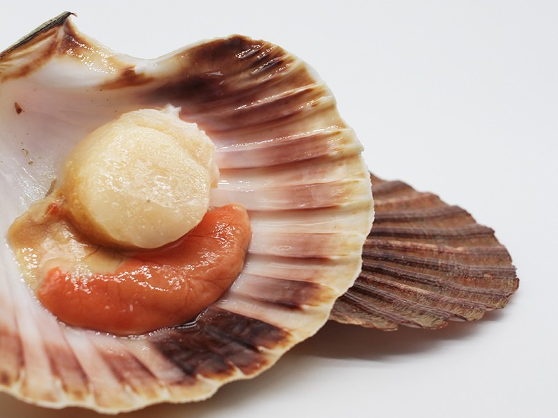 Vieira (Pecten maximus)