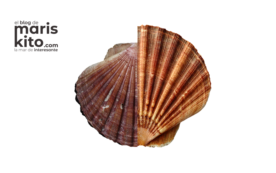 zamburiña y volandeira