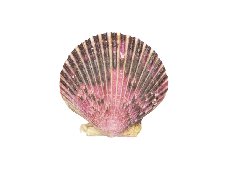 La vieira del Pacífico (Argopecten purpuratus)