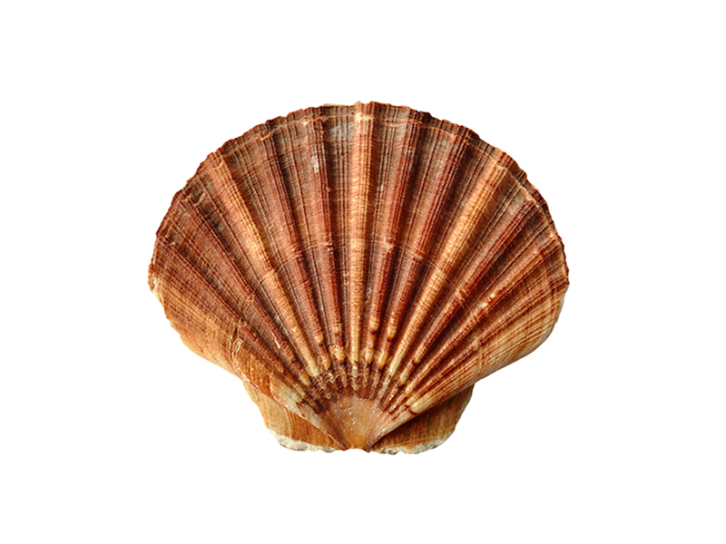 La volandeira (Aequipecten opercularis)
