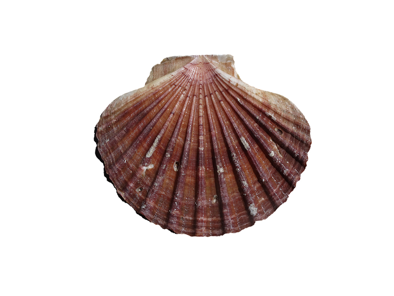 La zamburiña  (Ahlamys varia)