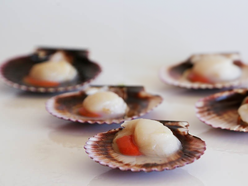 Vieiras del Pacífico