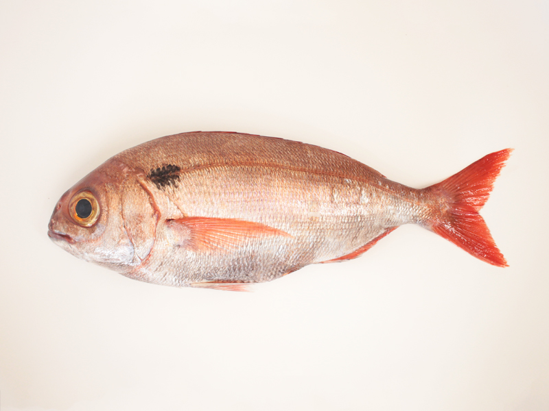 Besugo (Pagellus bogaraveo)