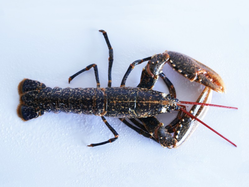 Bogavante (Homarus gammarus)