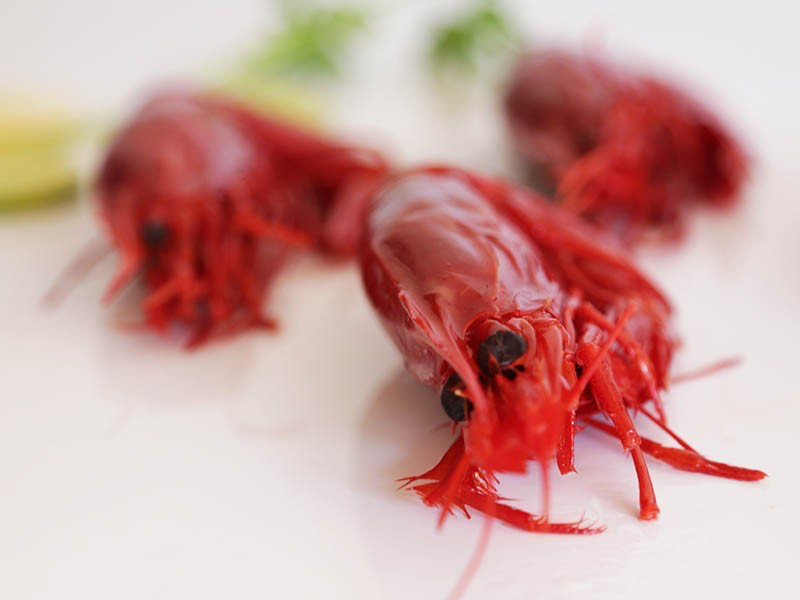 Carabineros (Penaeus edwardsiauns)