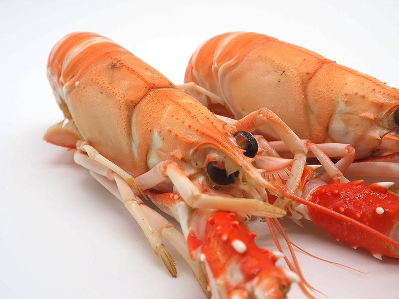 Cigalas (Nephrops norvegicus)