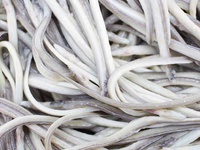 La angula es el alevín de la anguila europea (Anguilla anguilla)