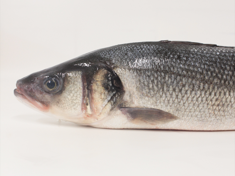 Lubina (Dicentrarchus labrax)