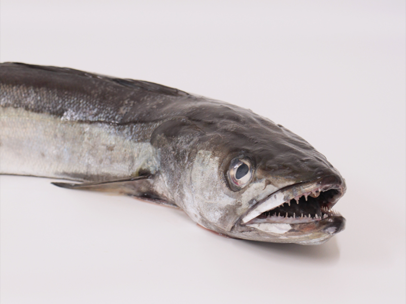 Merluza (Merlucccius merluccius)