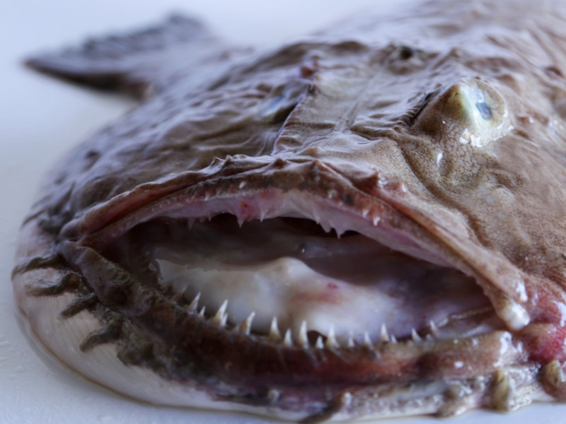 Rape negro (Lophius budegasa)