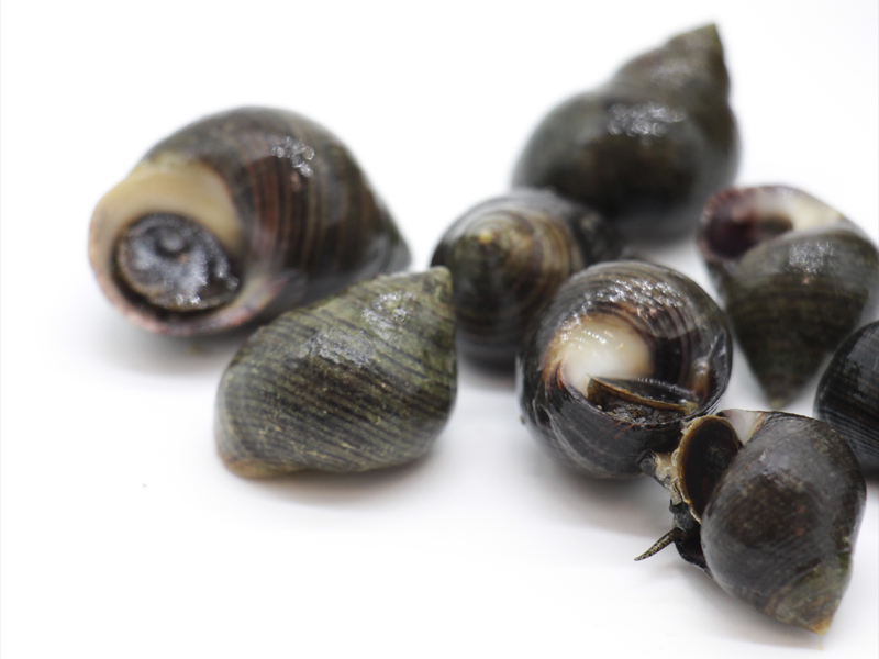 Bígaros (Lottorina littorea)