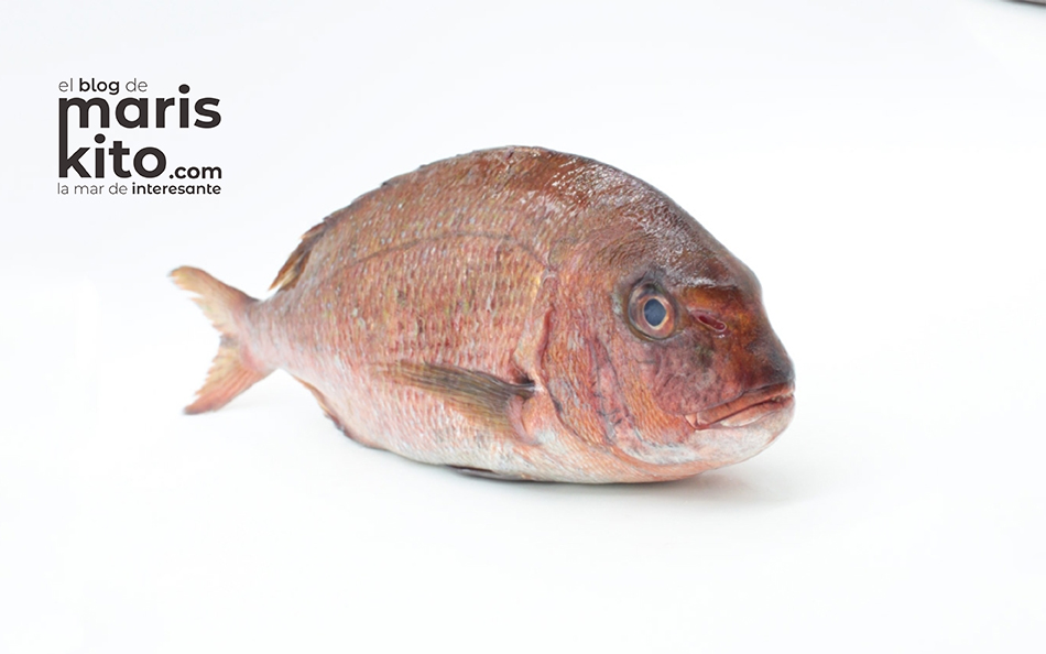 El pargo, un pescado muy jugoso