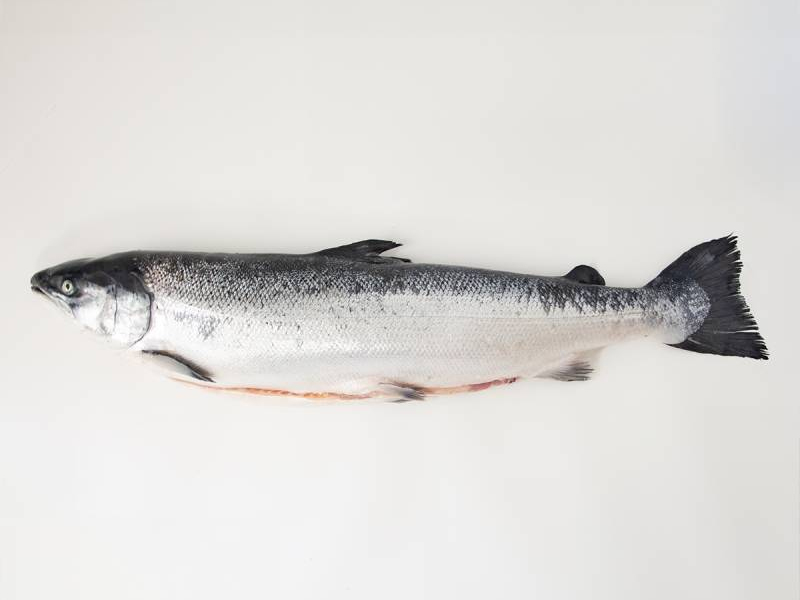 El salmón (Salmo salar)