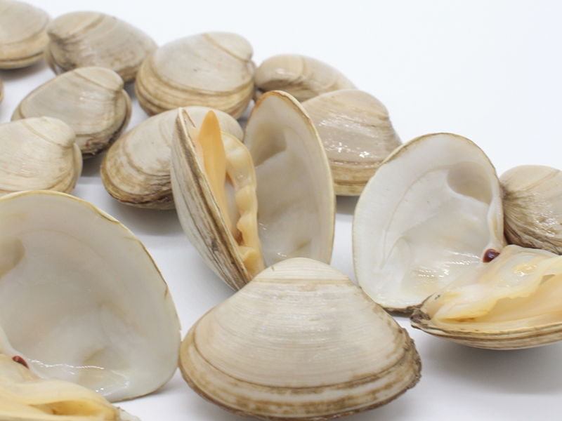 La almeja blanca (Spisula solida)