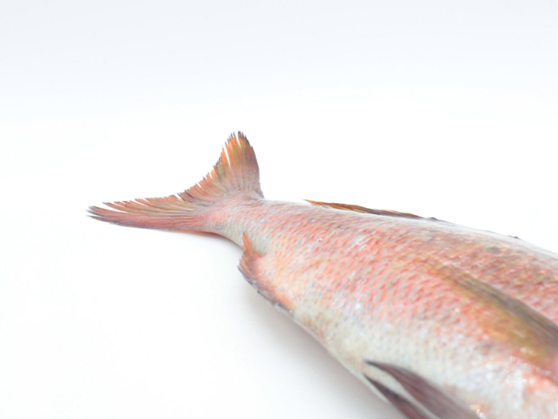 La cola del pargo es ligeramente ahorquillada