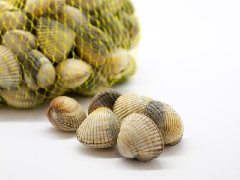 El berberecho (Cerastoderme edule)