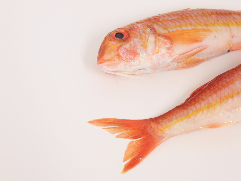 El salmonete es un pescado blanco semigraso