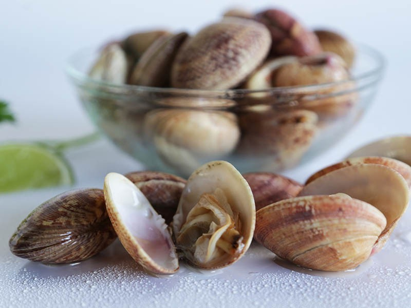 La almeja rubia (Venerupis rhomboide)