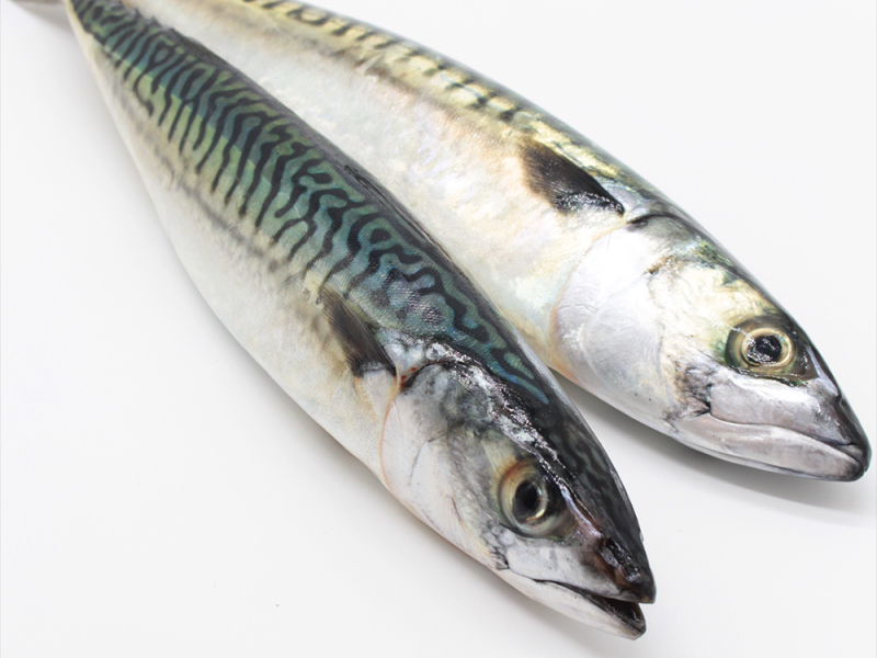 La caballa (Scomber scombrus)