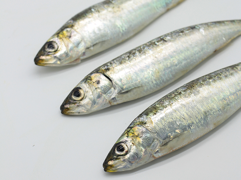 La sardina (Sardina pilchardus)