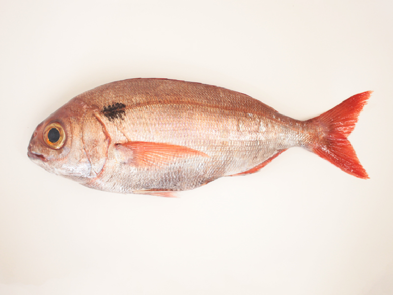 El besugo (Pagellus bogaraveo)