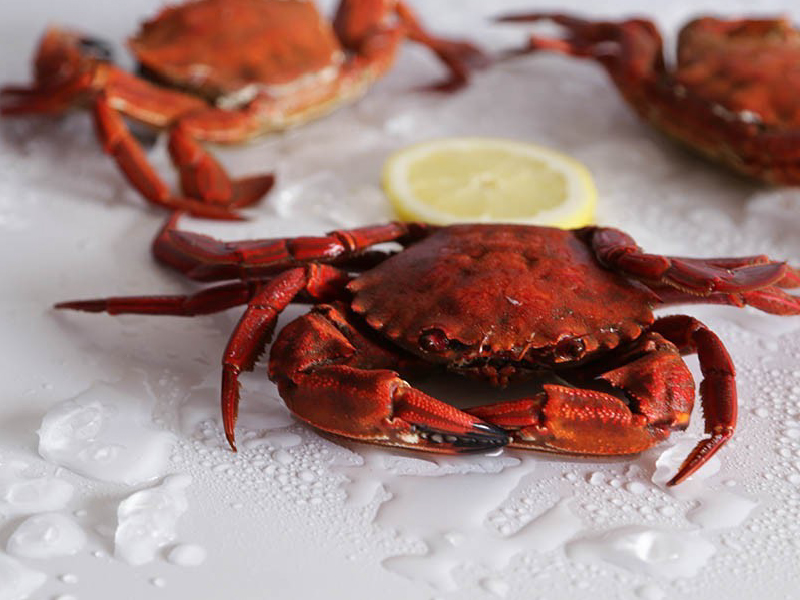 La nécora (Necora puber)