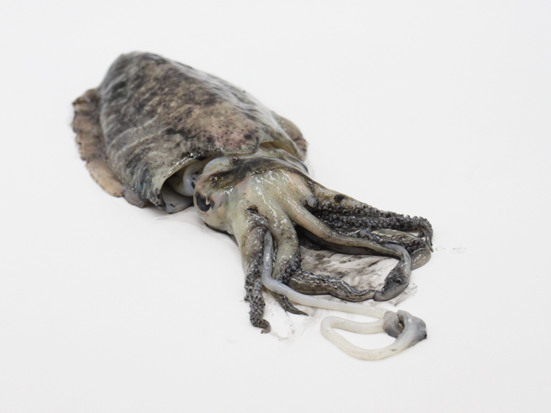 La sepia (Sepia officinalis)