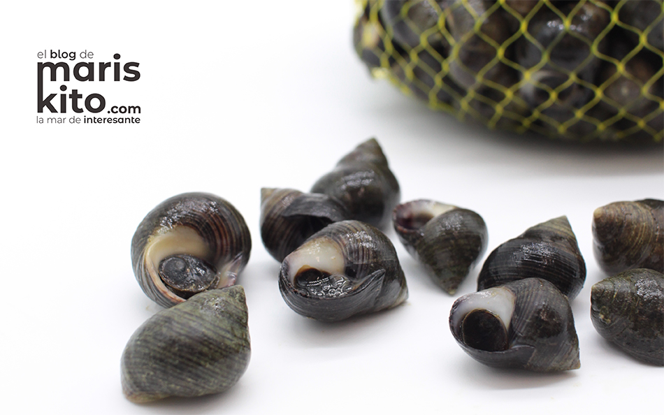 Bígaro o caramuxo: un pequeño marisco gallego con grandes propiedades