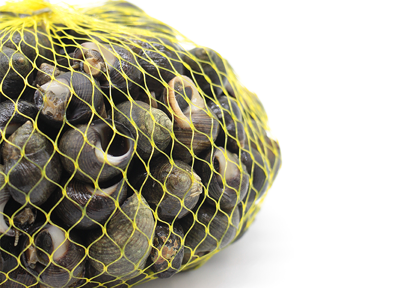 Bígaros gallegos (Lottorina littorea)