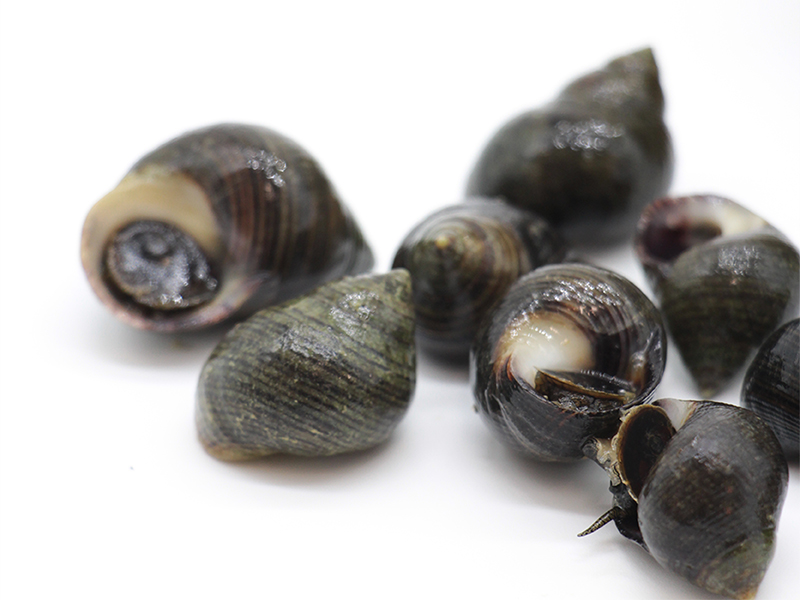 En Galicia, al bígaro le llamamos caramuxo