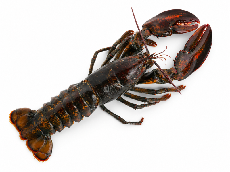 Bogavante canadiense o americano