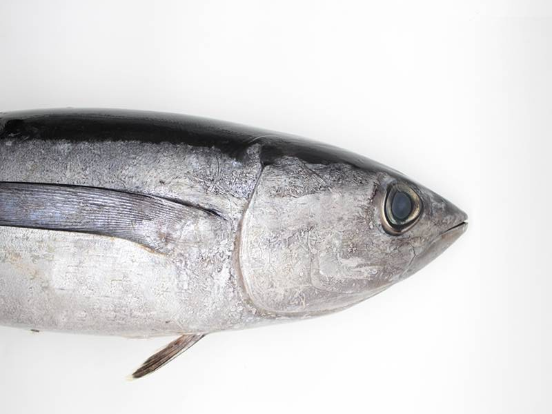 Bonito del Norte (Thunnus alalunga)
