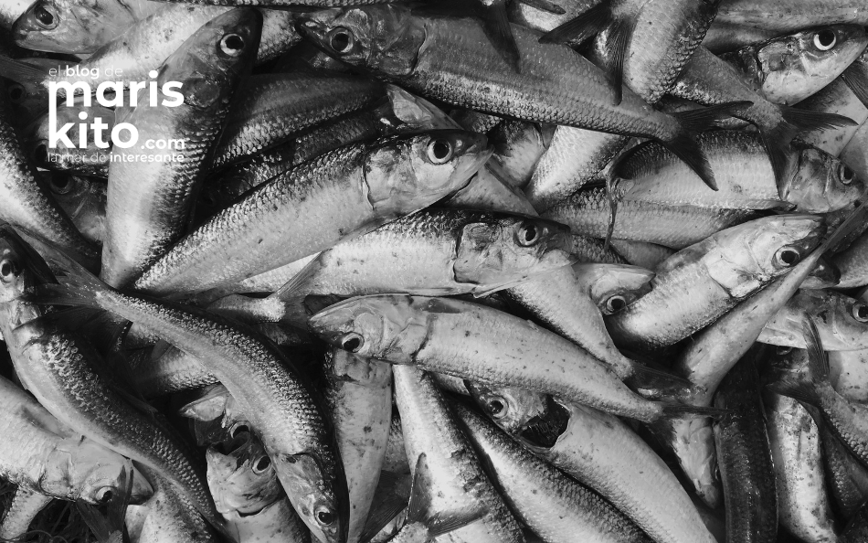 Lo que un nutricionista profesional quiere que sepas sobre el pescado azul
