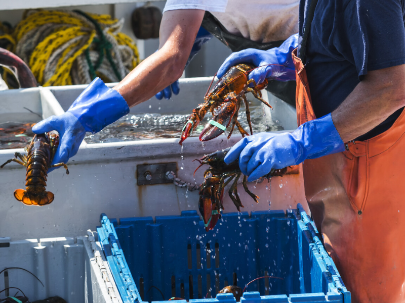 Pesca artesanal del bogavante