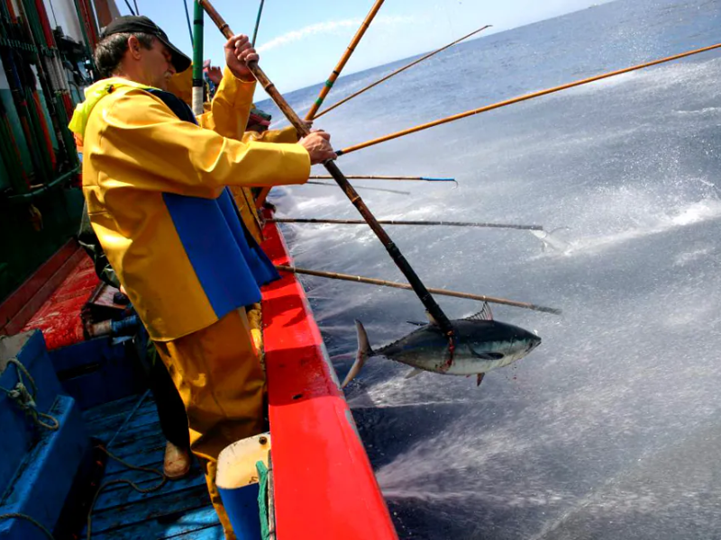 Pesca del bonito del Norte mediante el arte del cacea o curricán