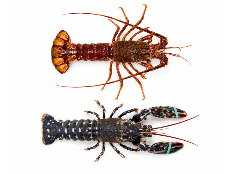 langosta roja vs bogavante