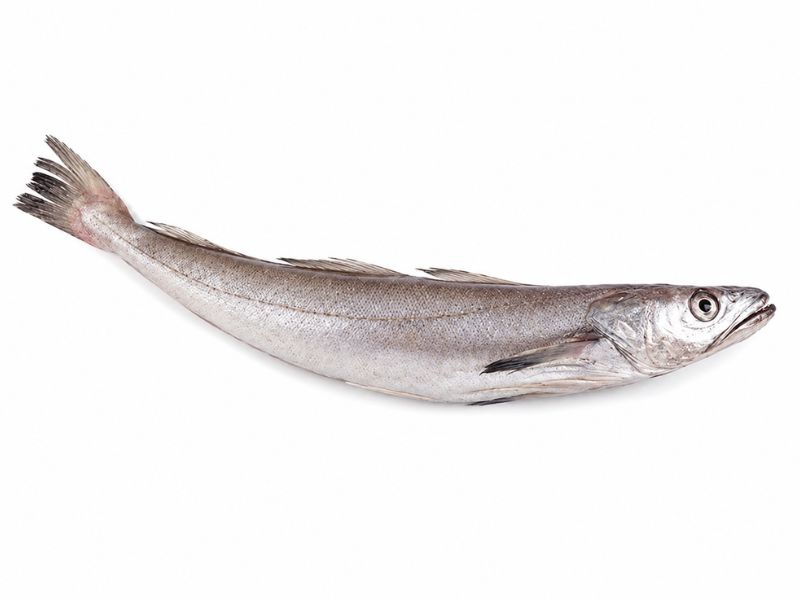 Pescadilla