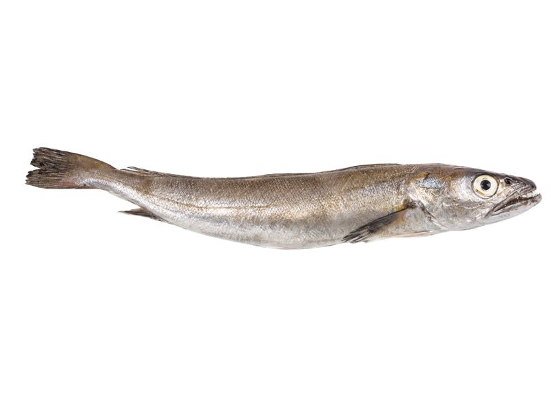 Pijota o merlucilla