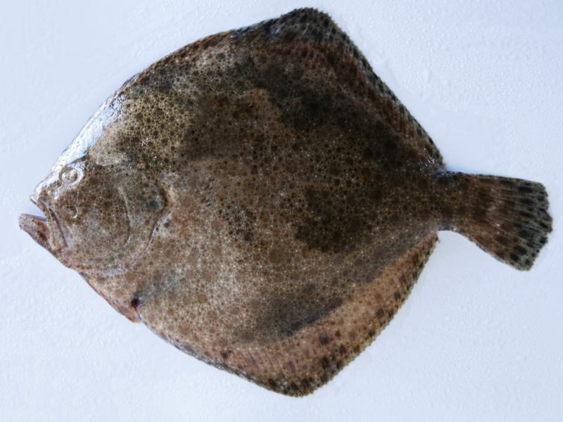 Rodaballo