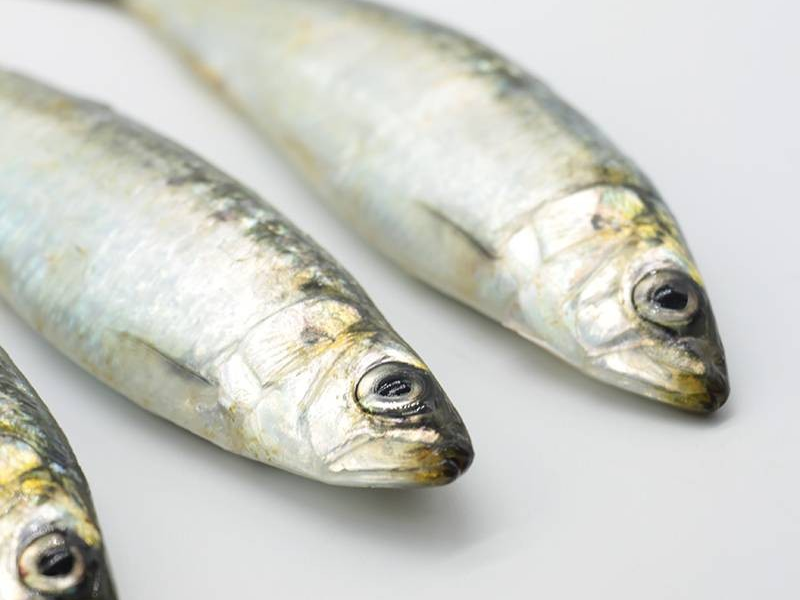 Sardinas