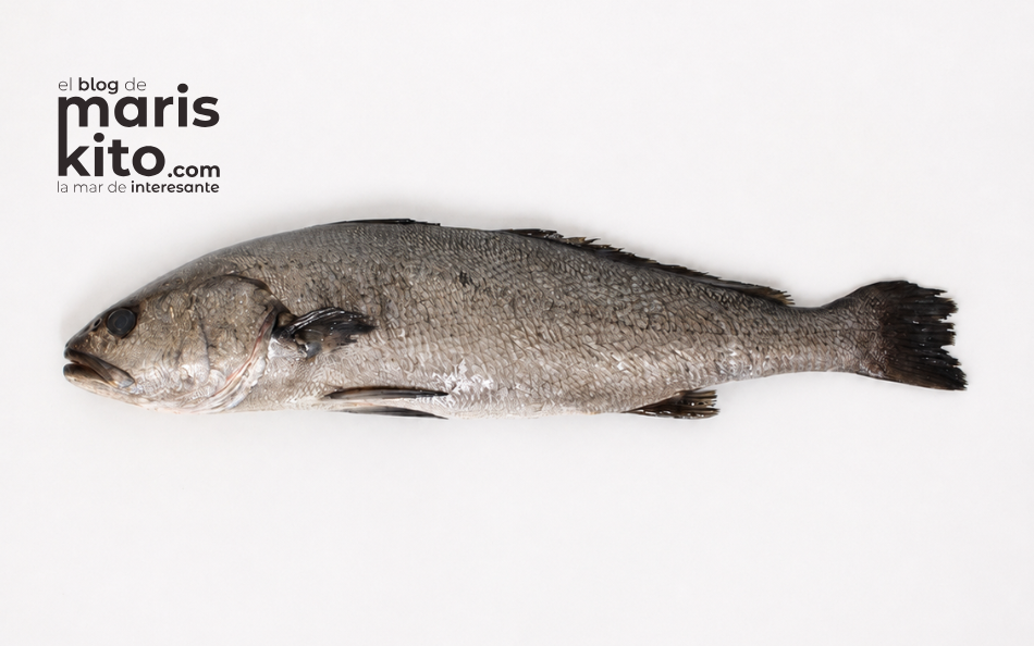Corvina: el pescado blanco que debes descubrir