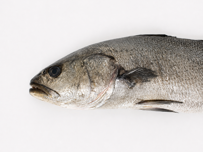 La corvina (Argyrosomus regius)