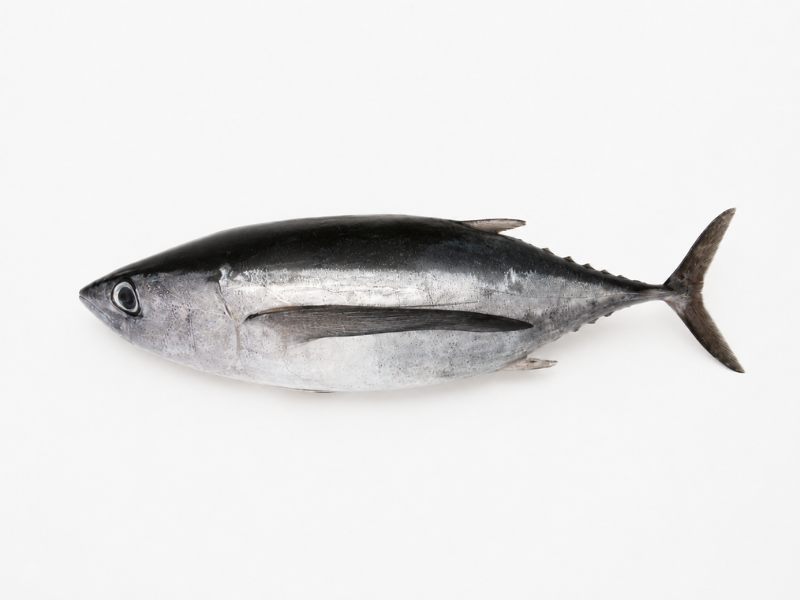 Bonito del norte