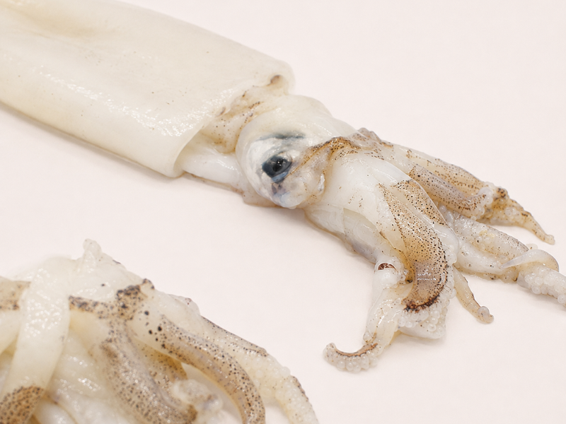 calamar europeo (Loligo vulgaris)