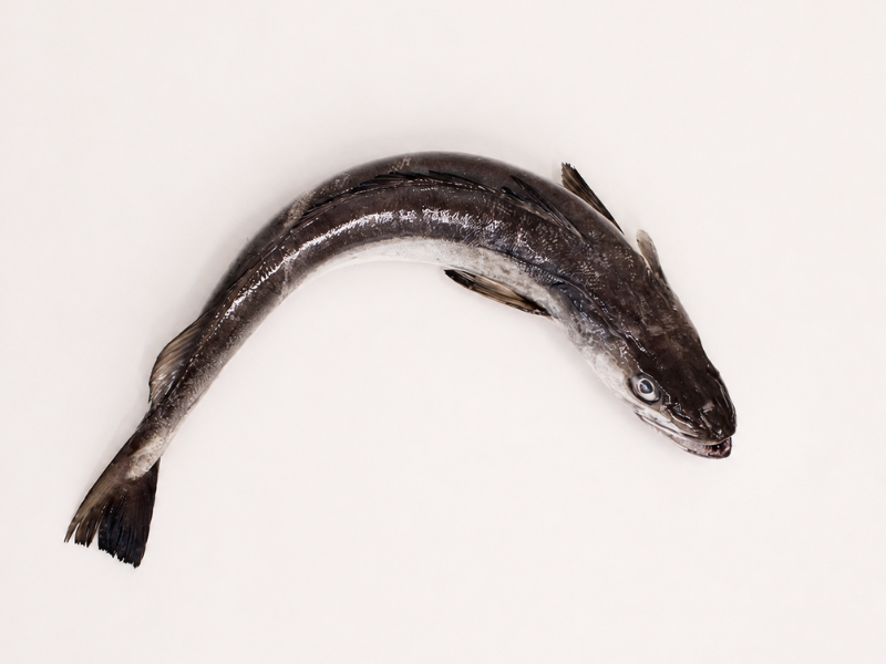 Merluza