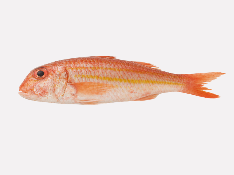 Salmonete